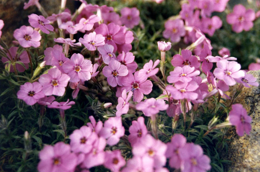 Phlox subulata var brittonii photo